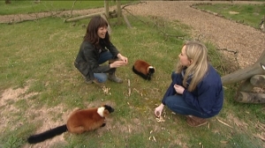 More animal antics! Feeding the lemurs with Anna Ryder Richardson at her Tenby zoo