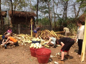 Chopping up banana trees