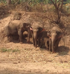 These adult elephants were all rescued by the sanctuary - one was knocked over by a car, another stood on a land mine